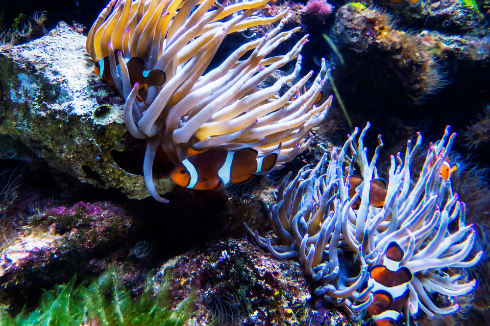 paradise island snorkeling