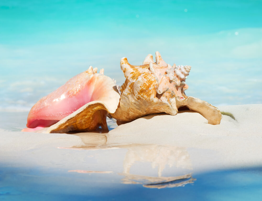 Two queen conch shells on the shore of a Bahamas beach.