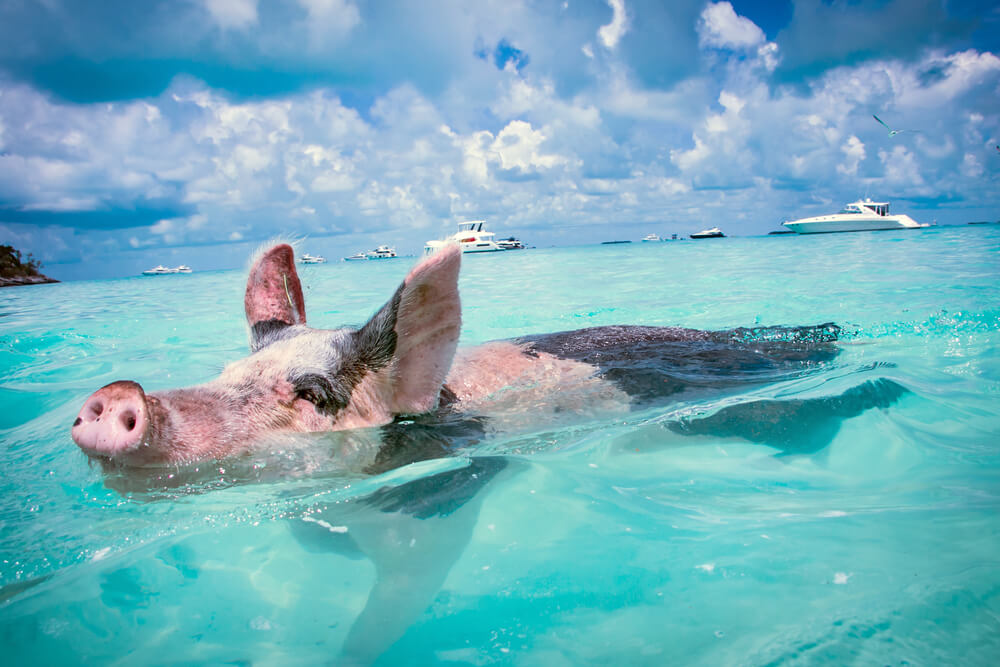 A pig you can swim with on one of the top Nassau, Bahamas, excursions.